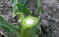 Ботаническая характеристика кукурузы